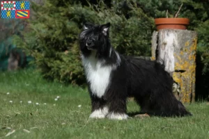 Mehr über den Artikel erfahren Chinese Crested Dog Züchter und Welpen in Bourgogne-Franche-Comté