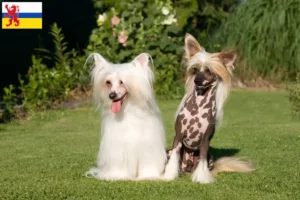 Mehr über den Artikel erfahren Chinese Crested Dog Züchter und Welpen in Limburg