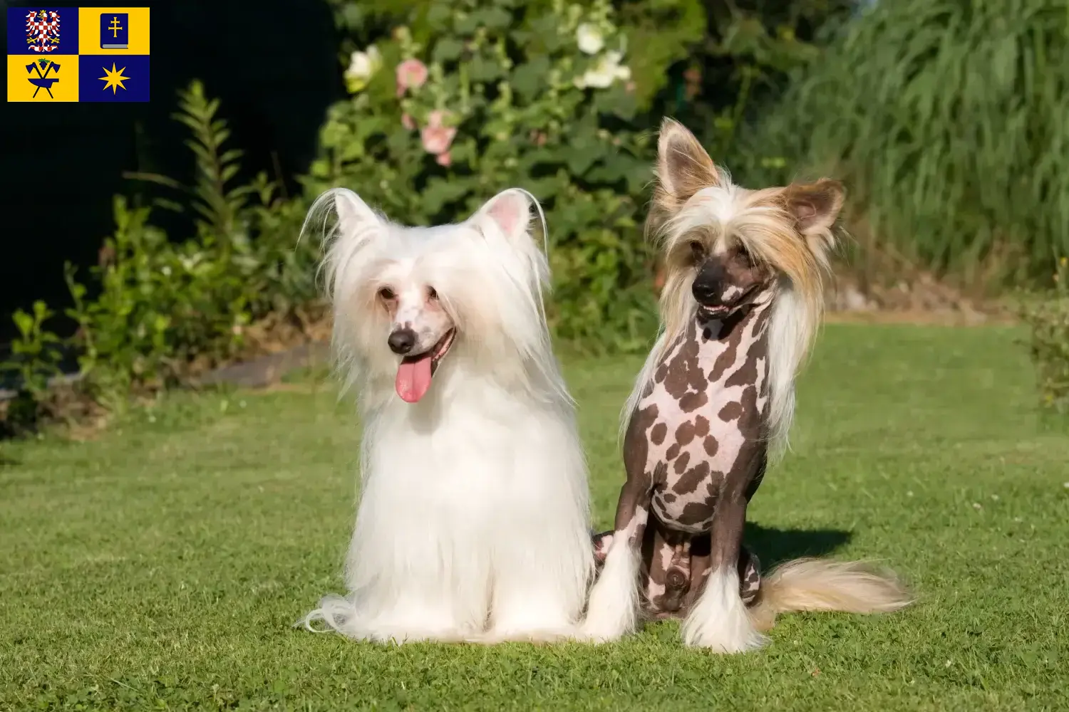Chinese Crested Dog Welpen und Züchter Zlín Hier findest Du Chinese Crested Dogs Züchter in Zlín.