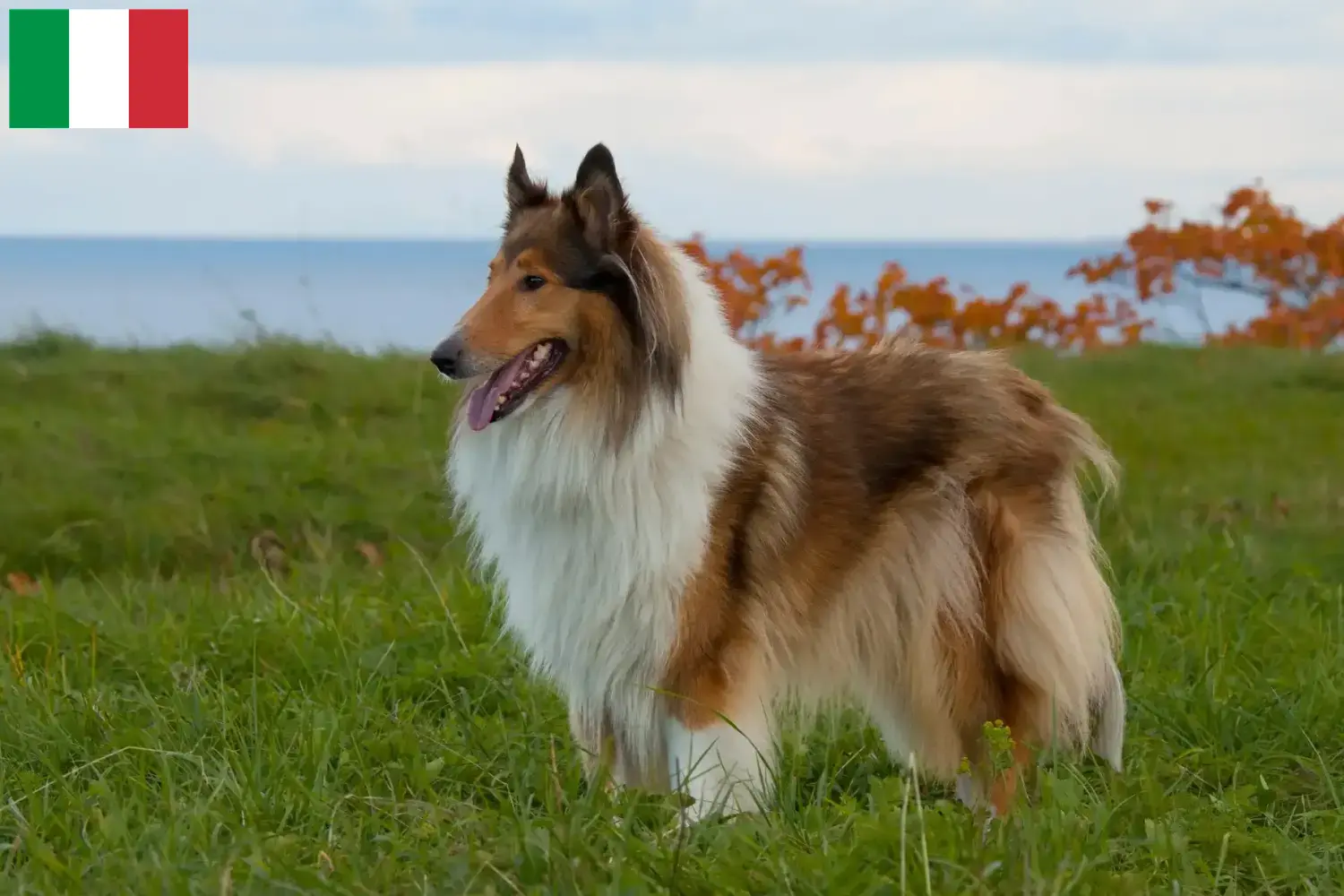 Collie Welpen und Züchter Italien Hier findest Du Collies Züchter in Italien.