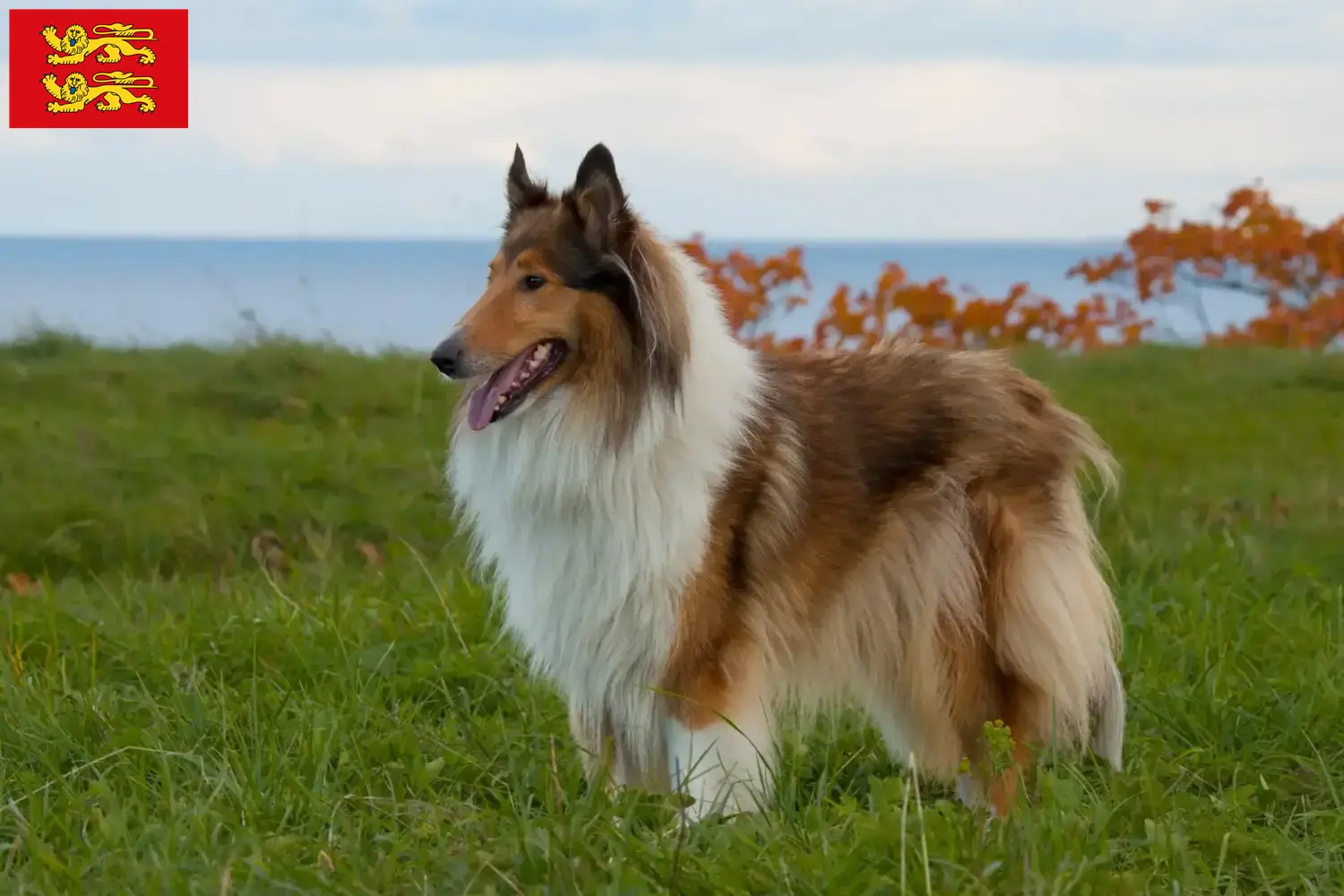 Collie Welpen und Züchter Normandie Hier findest Du Collies Züchter in der Normandie.