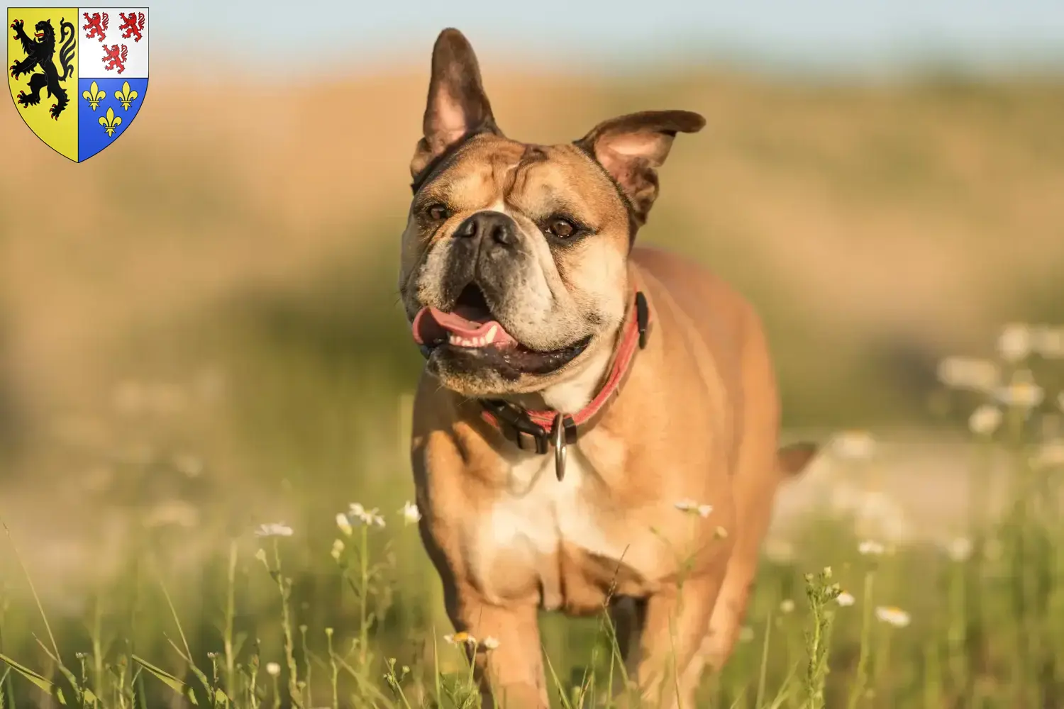 Continental Bulldog Welpen und Züchter Hauts-de-France Hier findest Du Continental Bulldogs Züchter in Hauts-de-France.