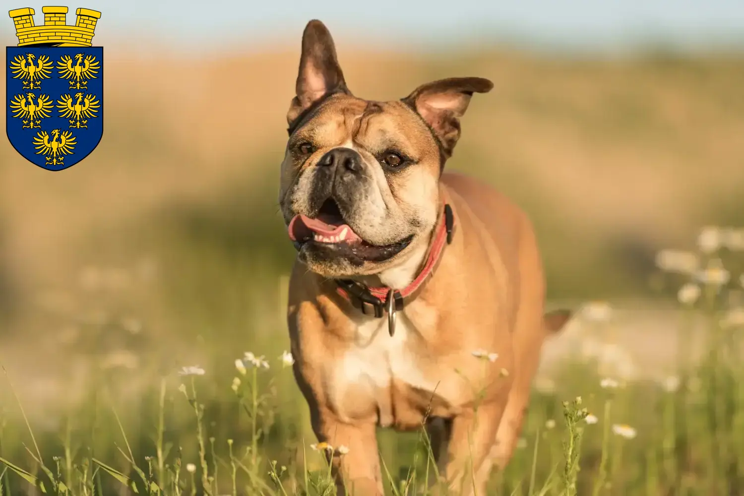 Continental Bulldog Welpen und Züchter Niederösterreich Hier findest Du Continental Bulldogs Züchter in Niederösterreich.