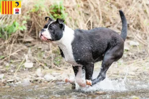 Mehr über den Artikel erfahren Continental Bulldog Züchter und Welpen in der Provence-Alpes-Côte d’Azur