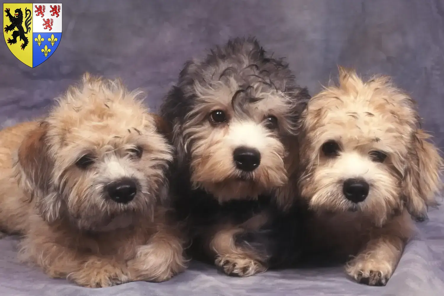 Dandie Dinmont Terrier Welpen und Züchter Hauts-de-France Hier findest Du Dandie Dinmont Terrier Züchter in Hauts-de-France.