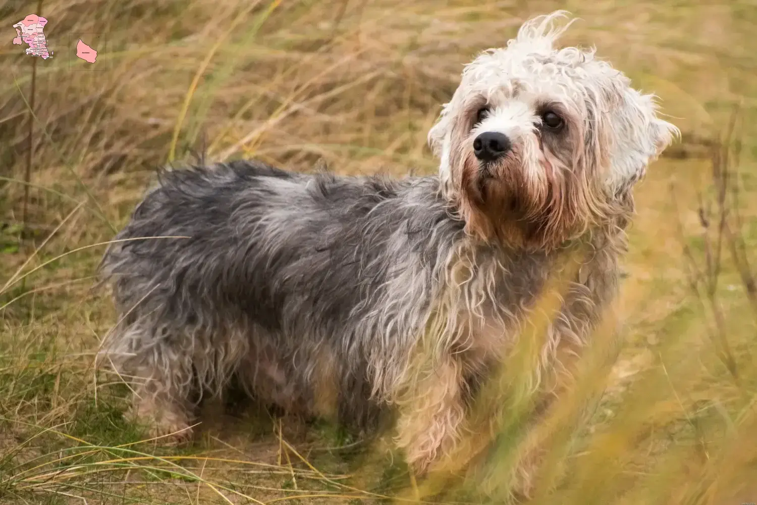 Dandie Dinmont Terrier Welpen und Züchter Hovedstaden Hier findest Du Dandie Dinmont Terrier Züchter in Hovedstaden.