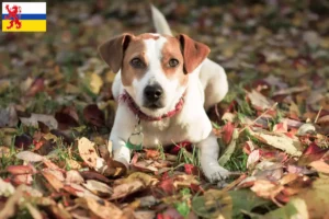 Mehr über den Artikel erfahren Danish-Swedish Farmdog Züchter und Welpen in Limburg