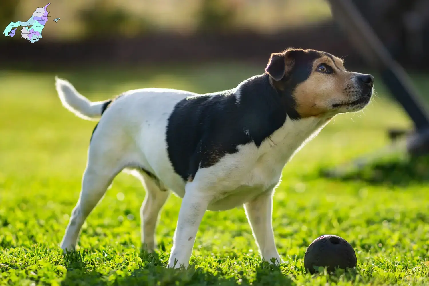 Danish-Swedish Farmdog Welpen und Züchter Nordjylland Hier findest Du Danish-Swedish Farmdogs Züchter in Nordjylland.