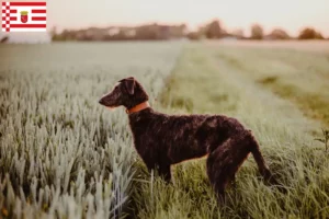 Mehr über den Artikel erfahren Deerhound Züchter und Welpen in Bremen