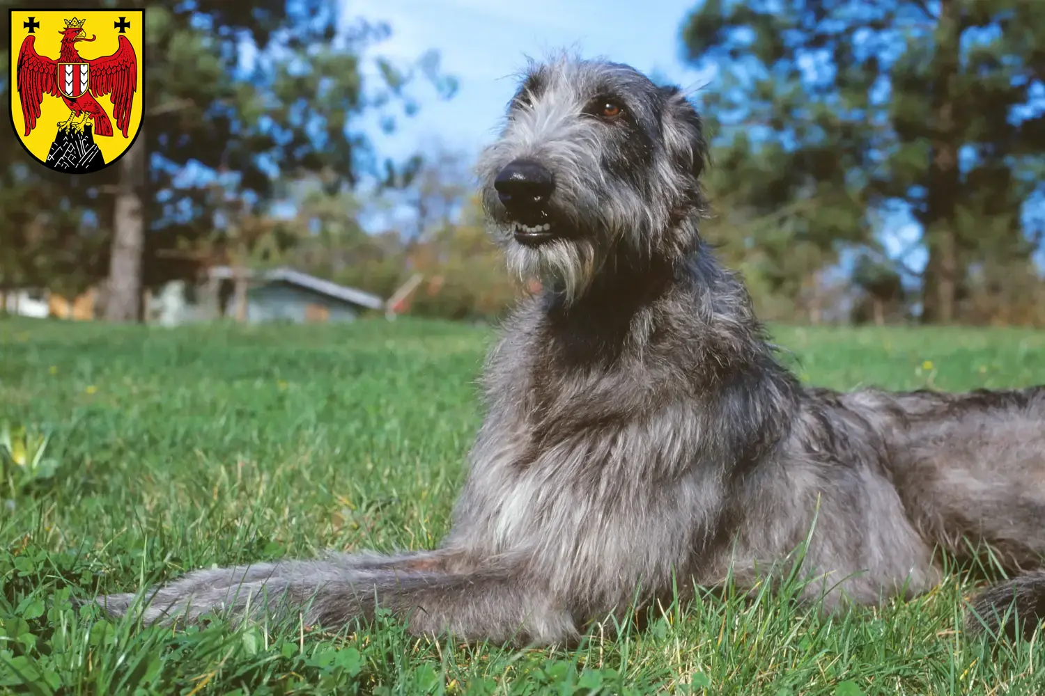 Deerhound Welpen und Züchter Burgenland Hier findest Du Deerhounds Züchter im Burgenland.