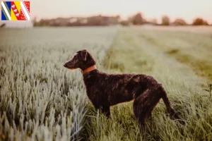 Mehr über den Artikel erfahren Deerhound Züchter und Welpen in Grand Est