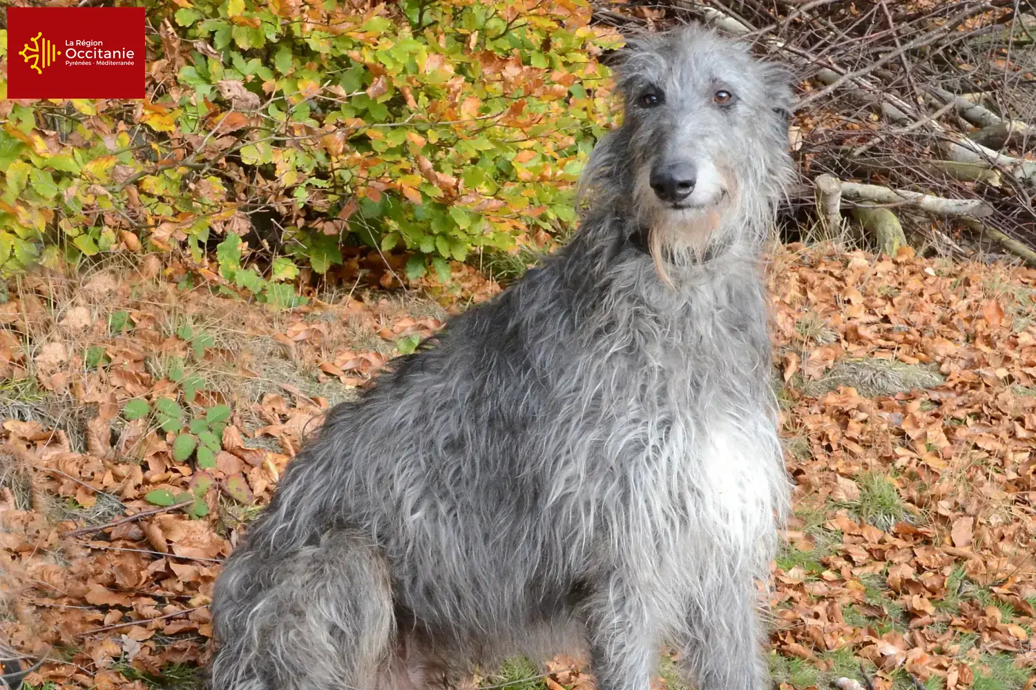 Deerhound Welpen und Züchter Okzitanien Hier findest Du Deerhounds Züchter in Okzitanien.