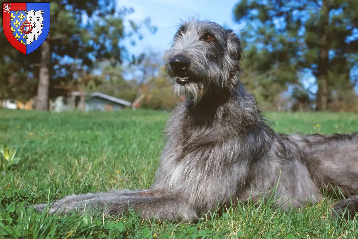 Deerhound Welpen und Züchter Pays de la Loire Hier findest Du Deerhounds Züchter in Pays de la Loire.