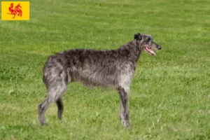 Mehr über den Artikel erfahren Deerhound Züchter und Welpen in Wallonische Region