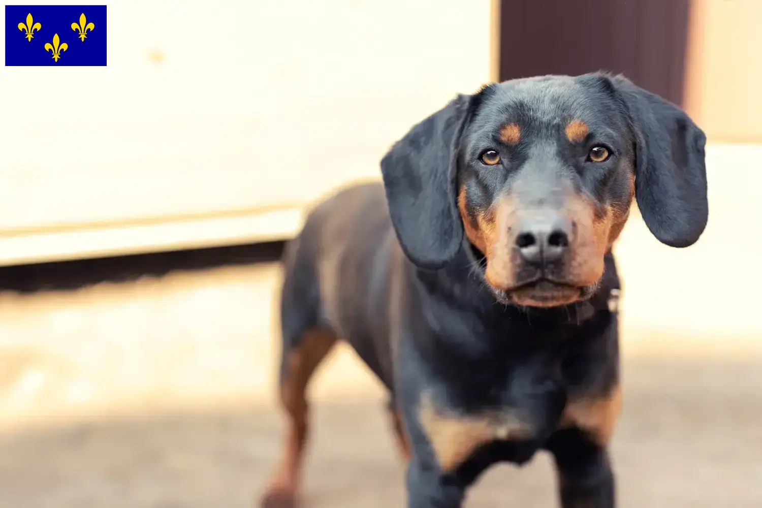 Deutscher Jagdterrier Welpen und Züchter Île-de-France Hier findest Du Deutsche Jagdterrier Züchter in Île-de-France.