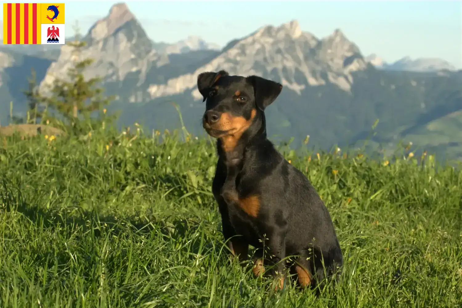 Deutscher Jagdterrier Welpen und Züchter Provence-Alpes-Côte d’Azur Hier findest Du Deutsche Jagdterrier Züchter in der Provence-Alpes-Côte d’Azur.