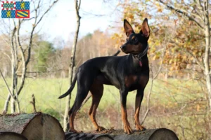 Mehr über den Artikel erfahren Deutscher Pinscher Züchter und Welpen in Bourgogne-Franche-Comté