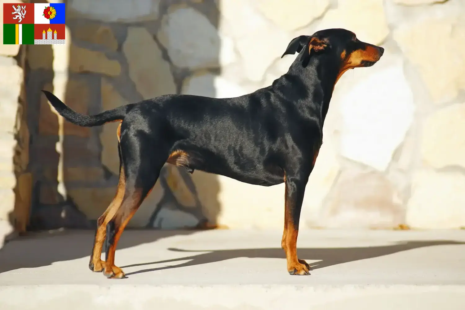 Deutscher Pinscher Welpen und Züchter Südböhmen Hier findest Du Deutsche Pinscher Züchter in Südböhmen.