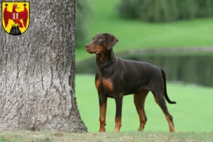 Mehr über den Artikel erfahren Dobermann Züchter und Welpen im Burgenland