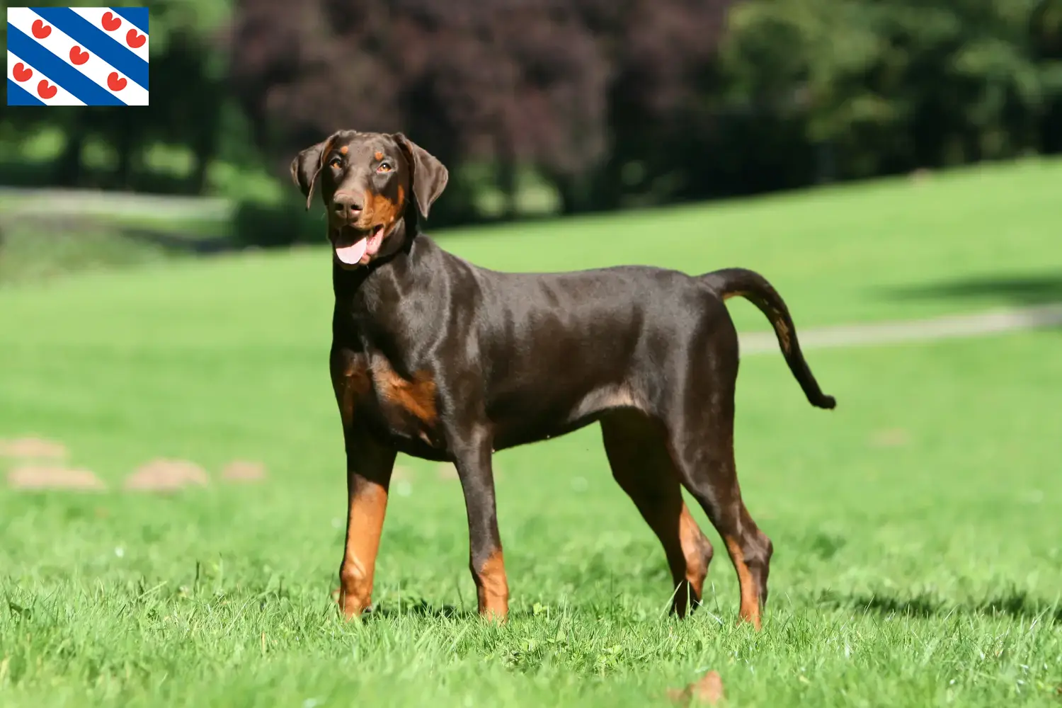 Dobermann Welpen und Züchter Friesland Hier findest Du Dobermänner Züchter in Friesland.