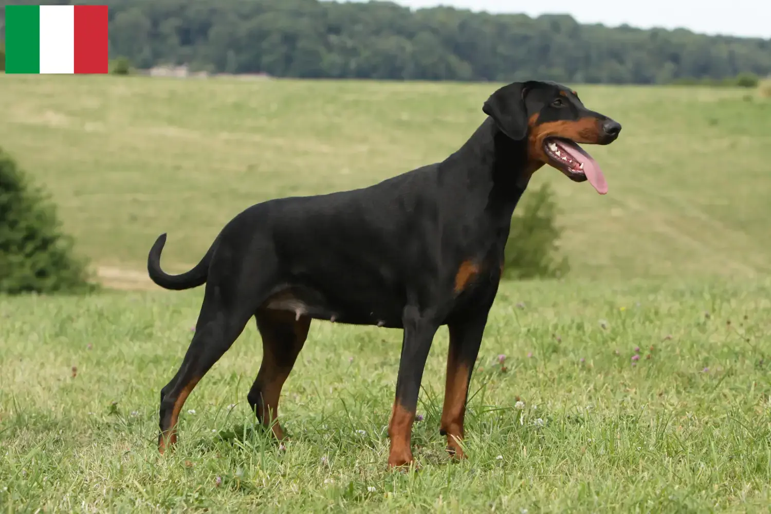 Dobermann Welpen und Züchter Italien Hier findest Du Dobermänner Züchter in Italien.