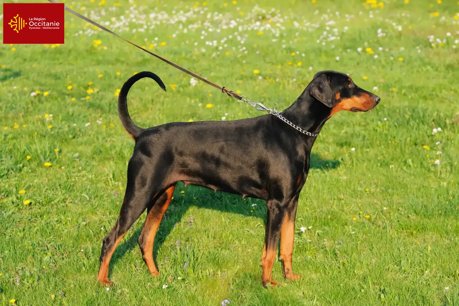 Dobermann Welpen und Züchter Okzitanien Hier findest Du Dobermänner Züchter in Okzitanien.