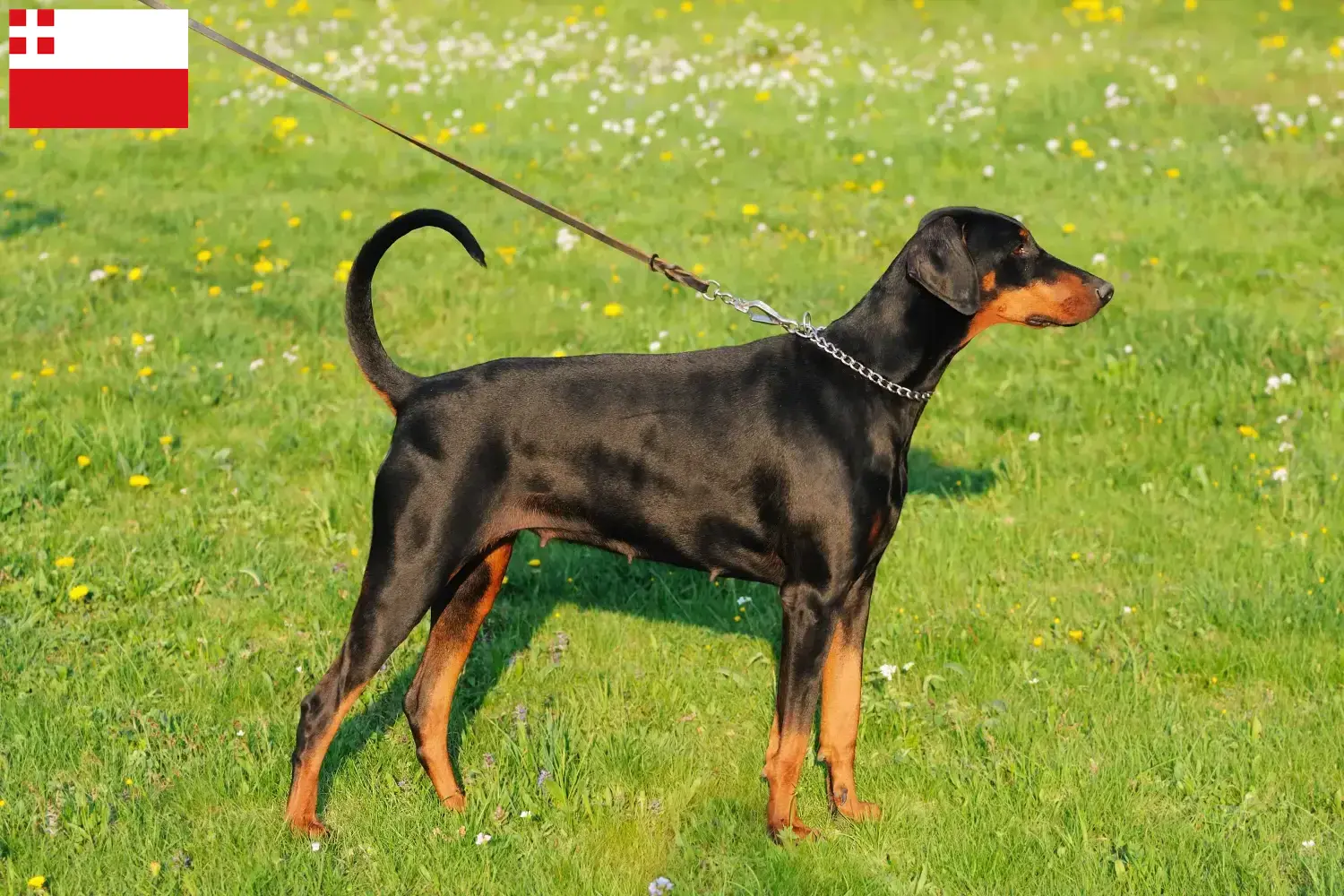 Dobermann Welpen und Züchter Utrecht Hier findest Du Dobermänner Züchter in Utrecht.