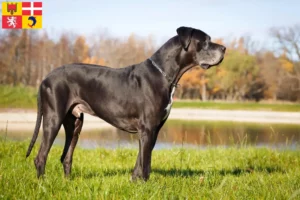Mehr über den Artikel erfahren Dogge Züchter und Welpen in Auvergne-Rhône-Alpes