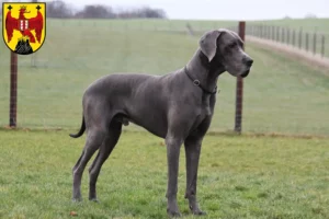 Mehr über den Artikel erfahren Dogge Züchter und Welpen im Burgenland