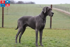 Mehr über den Artikel erfahren Dogge Züchter und Welpen in Karlsbad