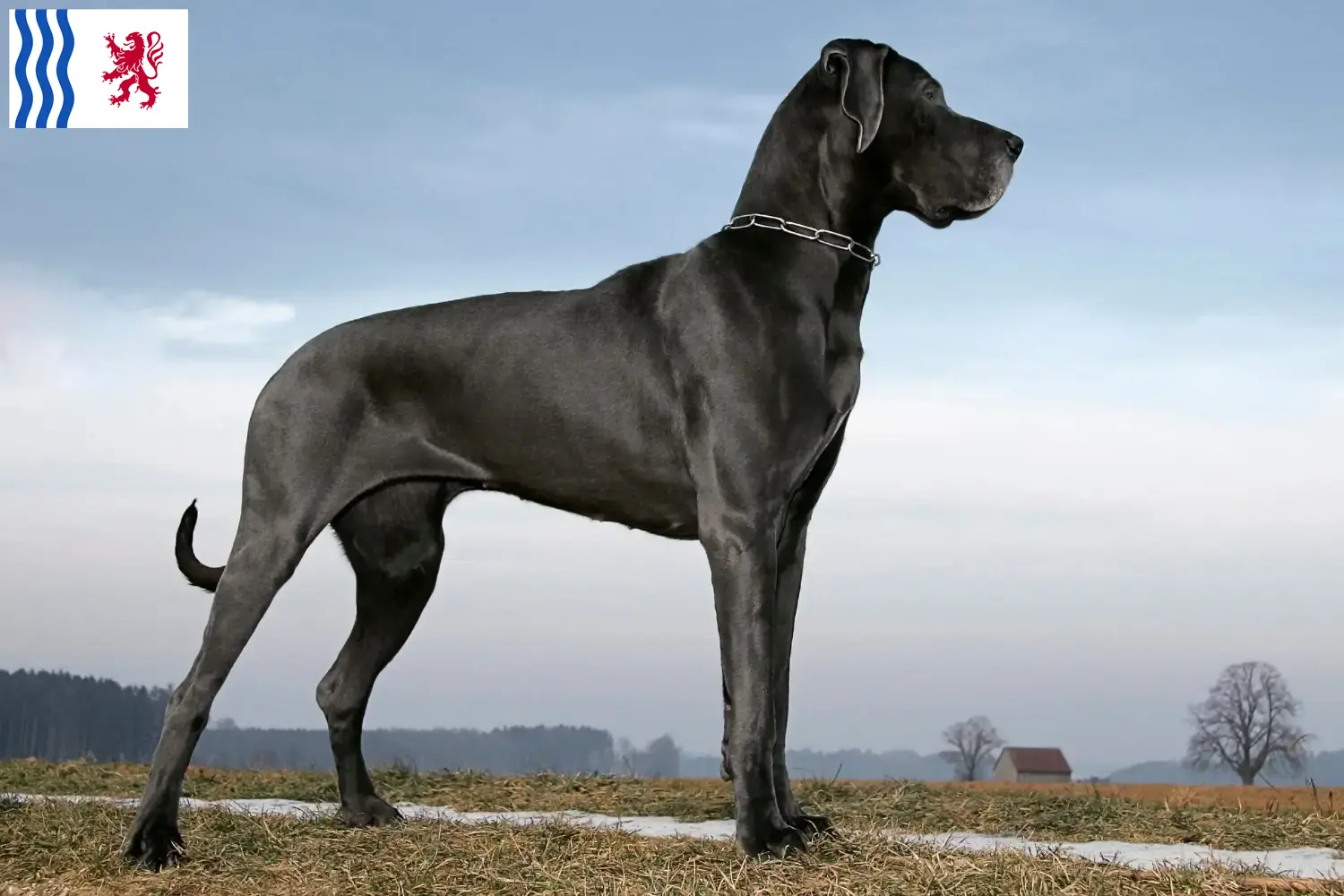 Dogge Welpen und Züchter Nouvelle-Aquitaine Hier findest Du Doggen Züchter in Nouvelle-Aquitaine.