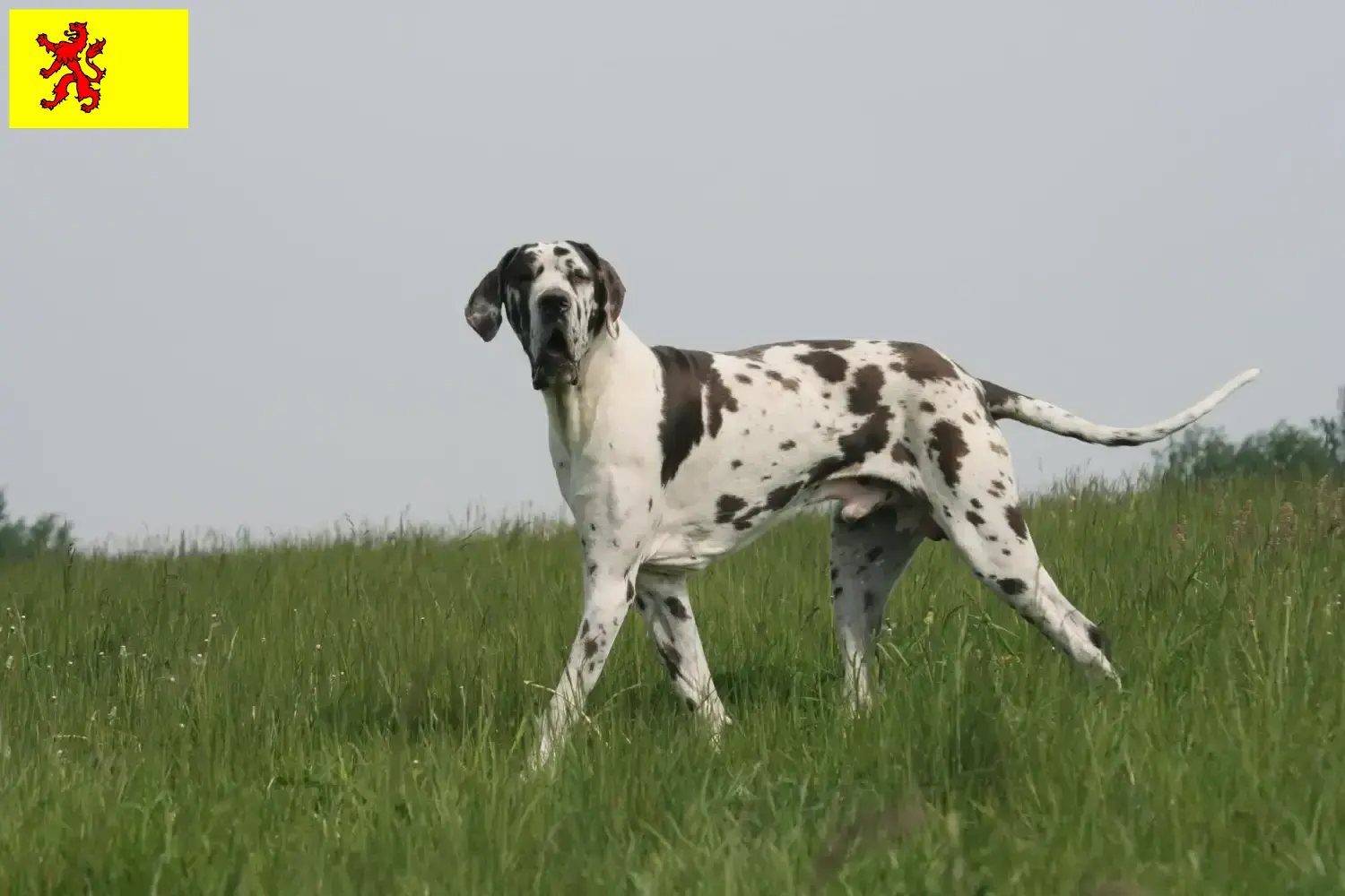 Dogge Welpen und Züchter Südholland Hier findest Du Doggen Züchter in Südholland.