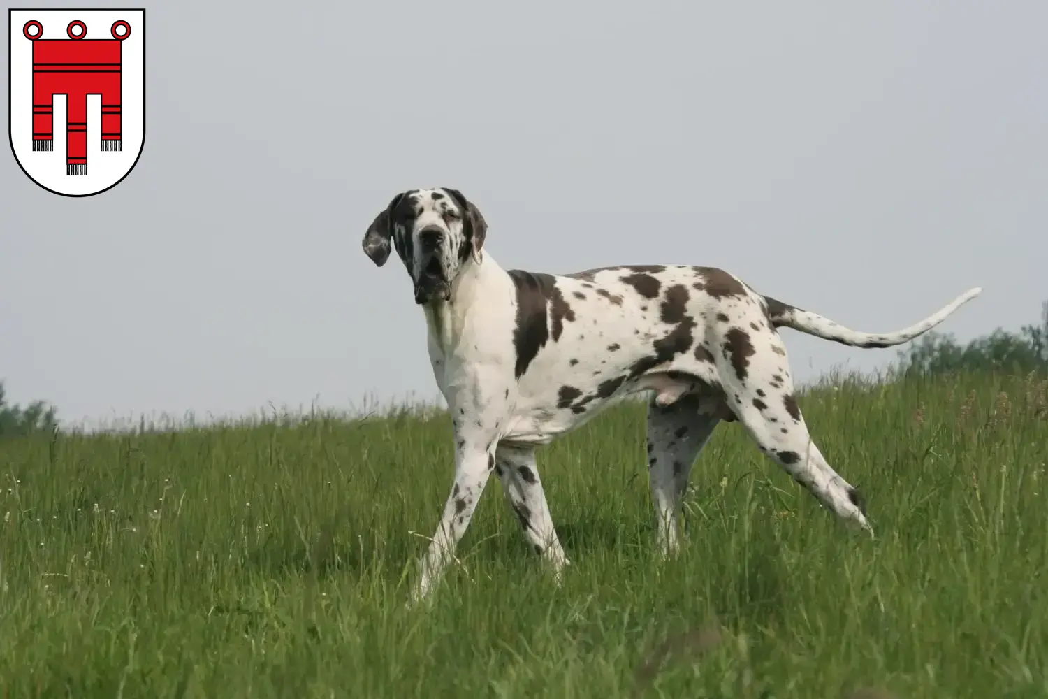 Dogge Welpen und Züchter Vorarlberg Hier findest Du Doggen Züchter in Vorarlberg.