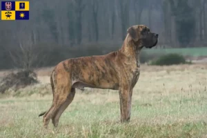 Mehr über den Artikel erfahren Dogge Züchter und Welpen in Zlín