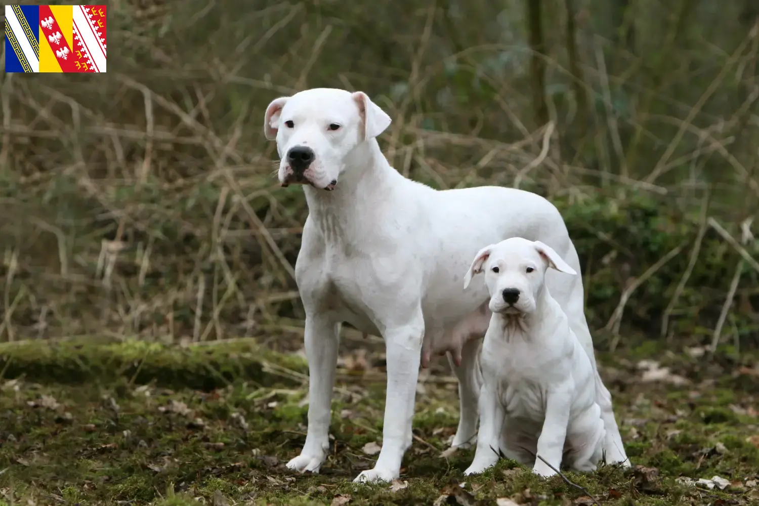 Dogo Argentino Welpen und Züchter Grand Est Hier findest Du Dogo Argentinos Züchter in Grand Est.