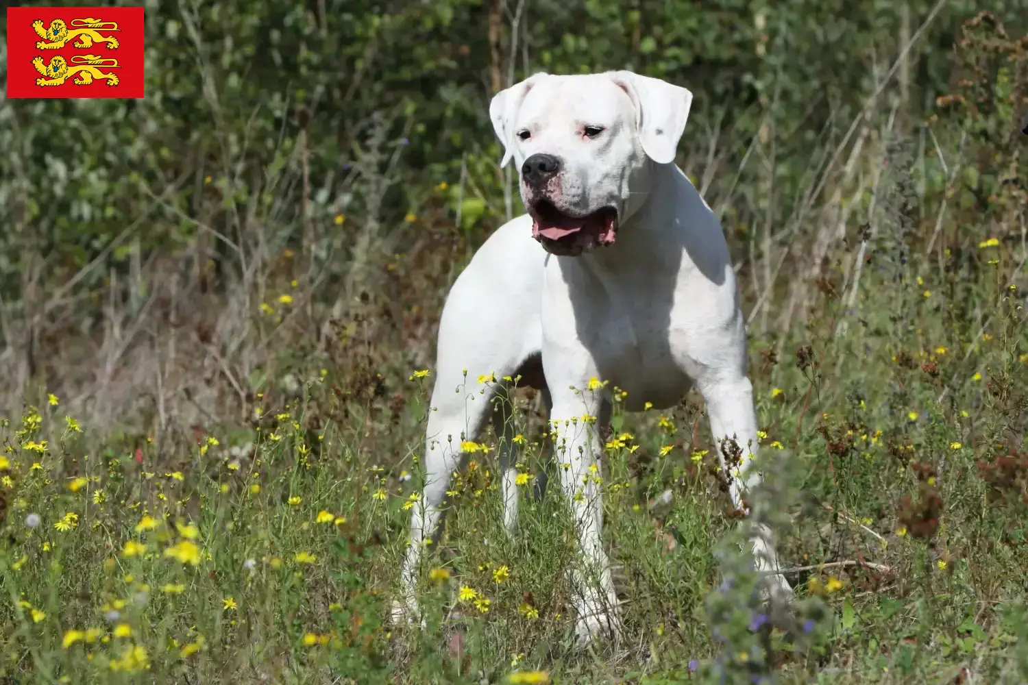 Dogo Argentino Welpen und Züchter Normandie Hier findest Du Dogo Argentinos Züchter in der Normandie.