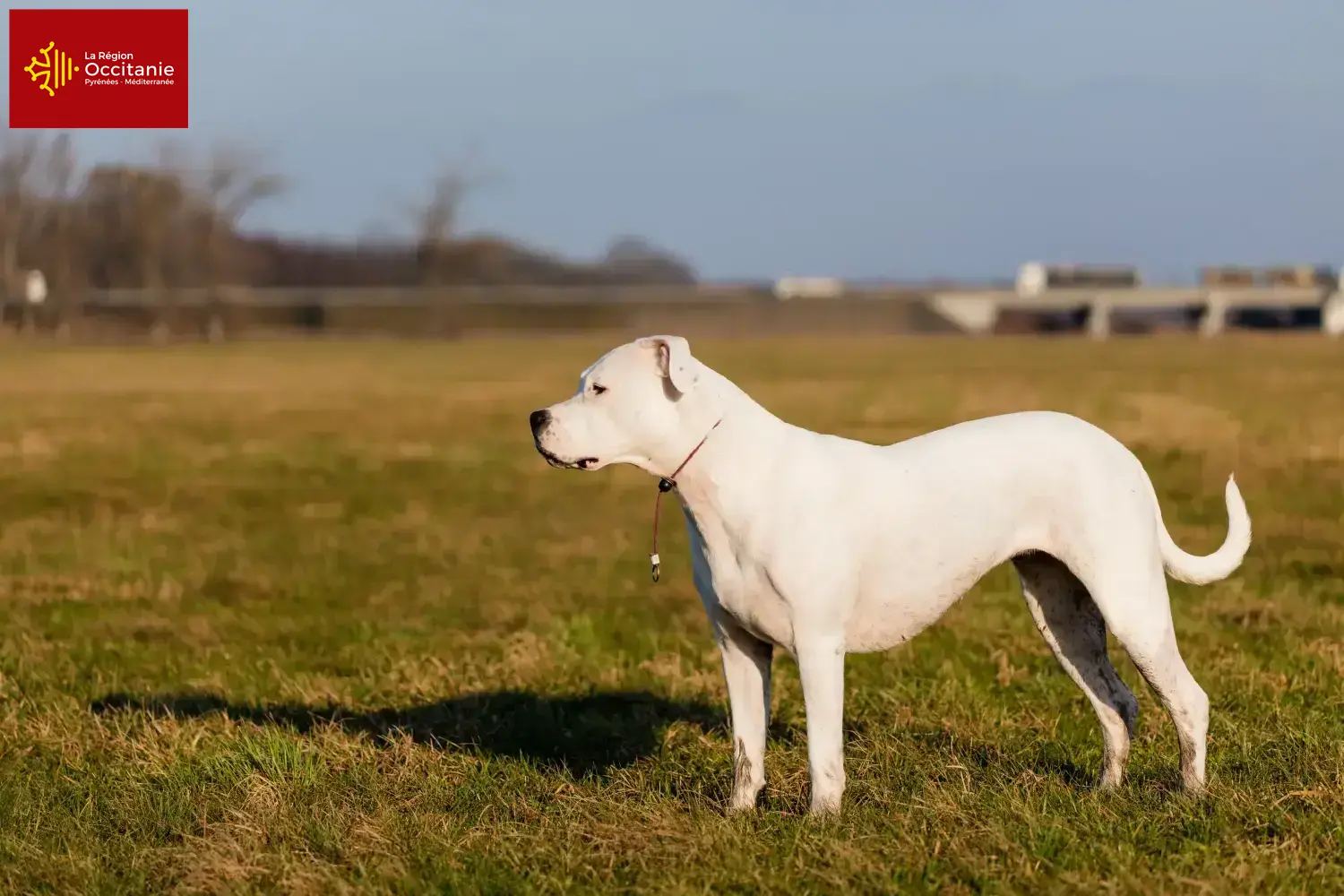 Dogo Argentino Welpen und Züchter Okzitanien Hier findest Du Dogo Argentinos Züchter in Okzitanien.