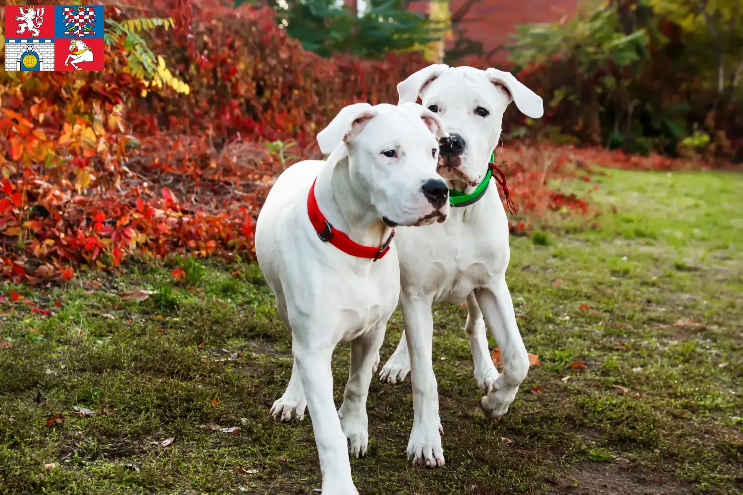 Dogo Argentino Welpen und Züchter Pardubice Hier findest Du Dogo Argentinos Züchter in Pardubice.