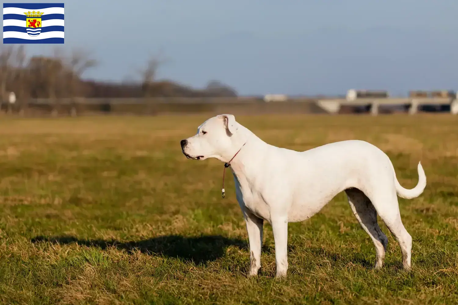 Dogo Argentino Welpen und Züchter Zeeland Hier findest Du Dogo Argentinos Züchter in Zeeland.