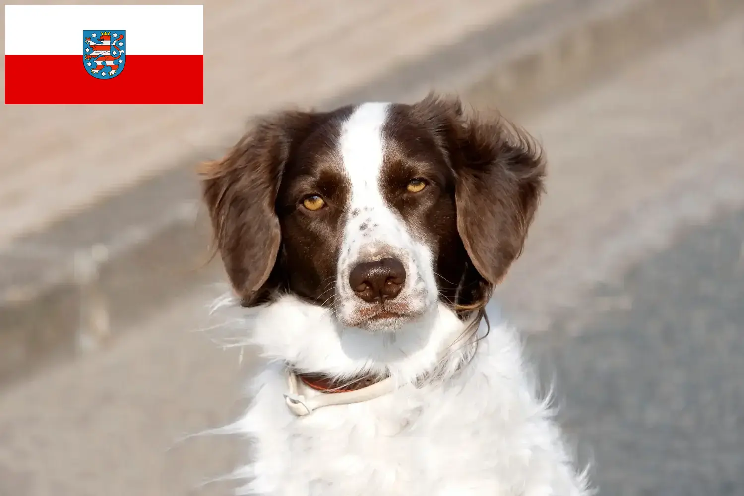 Drentse Patrijshond Welpen und Züchter Thüringen Hier findest Du Drentse Patrijshonds Züchter in Thüringen.