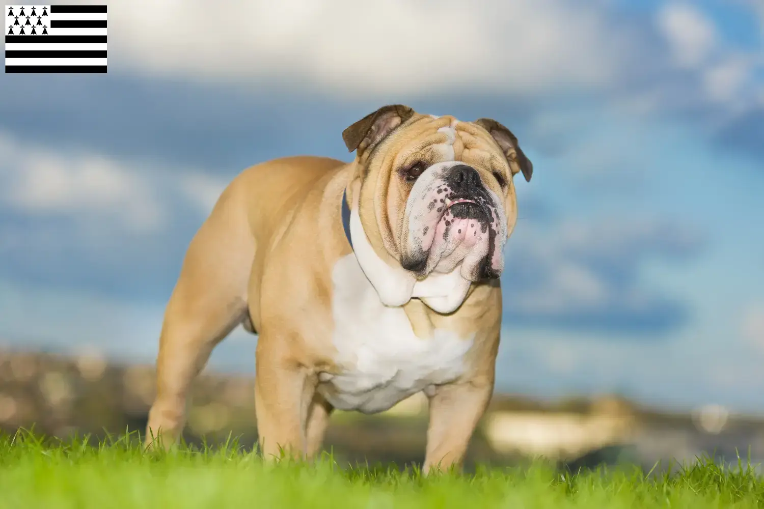 Englische Bulldogge Welpen und Züchter Bretagne Hier findest Du Englische Bulldoggen Züchter in der Bretagne .