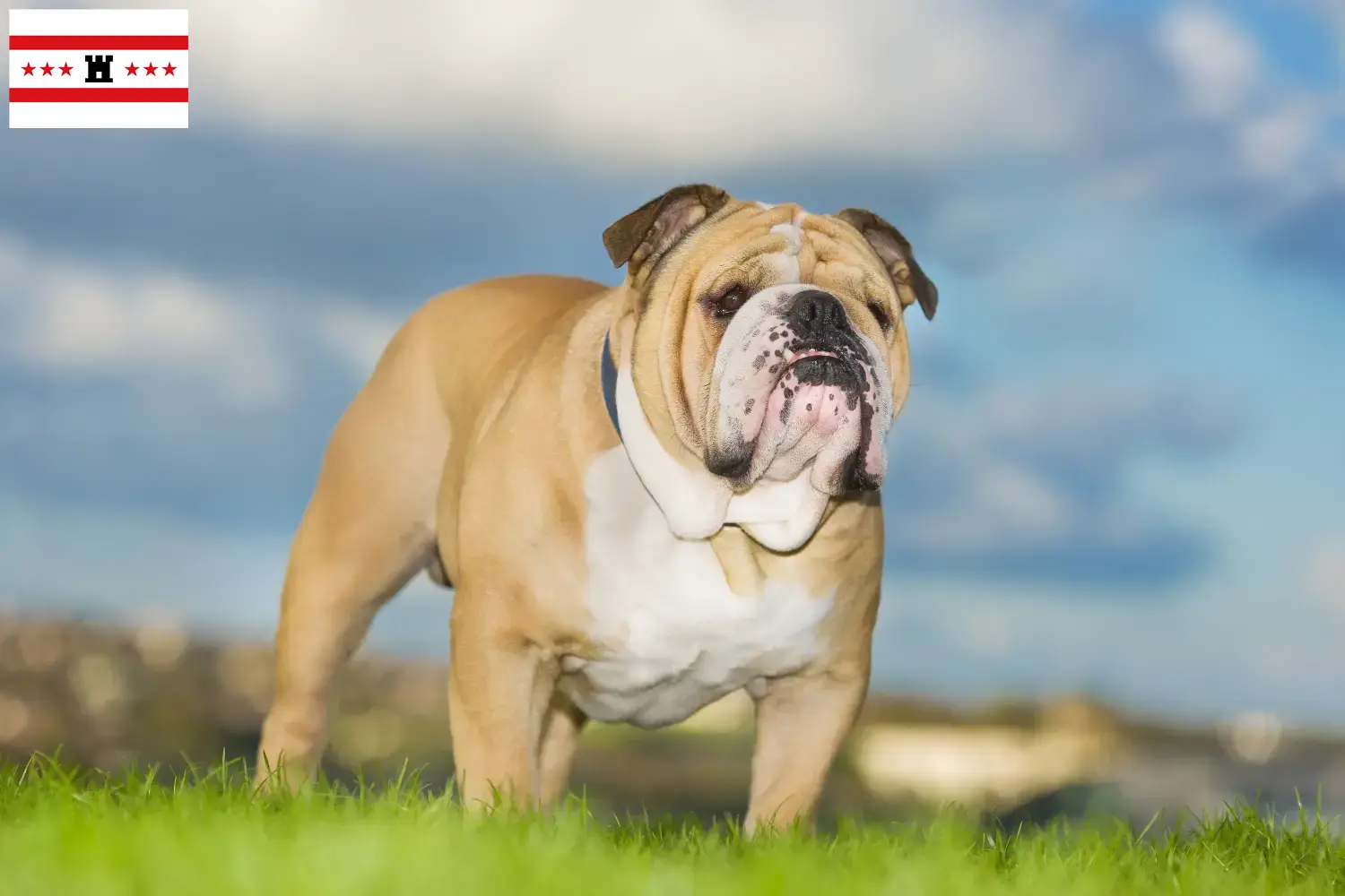 Englische Bulldogge Welpen und Züchter Drenthe Hier findest Du Englische Bulldoggen Züchter in Drenthe.
