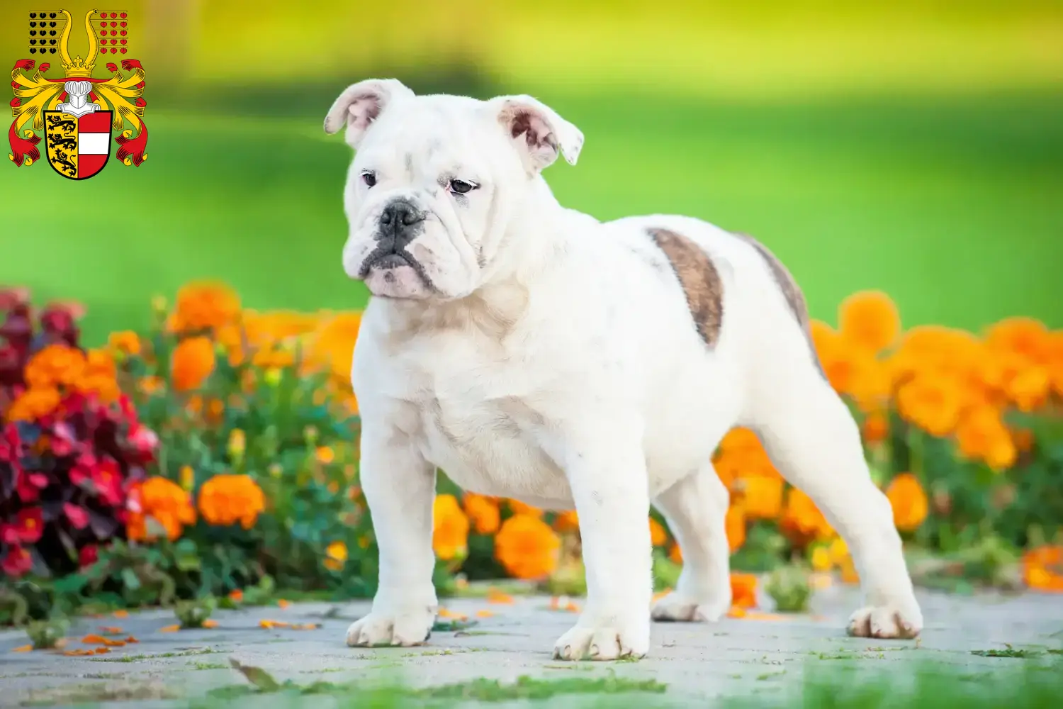 Englische Bulldogge Welpen und Züchter Kärnten Hier findest Du Englische Bulldoggen Züchter in Kärnten.