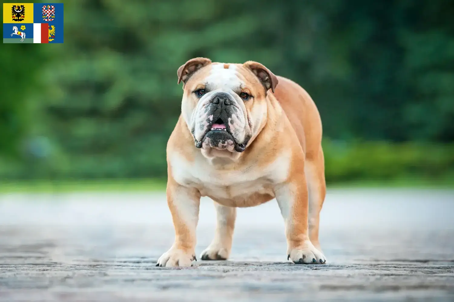 Englische Bulldogge Welpen und Züchter Mähren-Schlesien Hier findest Du Englische Bulldoggen Züchter in Mähren-Schlesien.