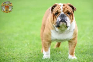 Mehr über den Artikel erfahren Englische Bulldogge Züchter und Welpen in Prag
