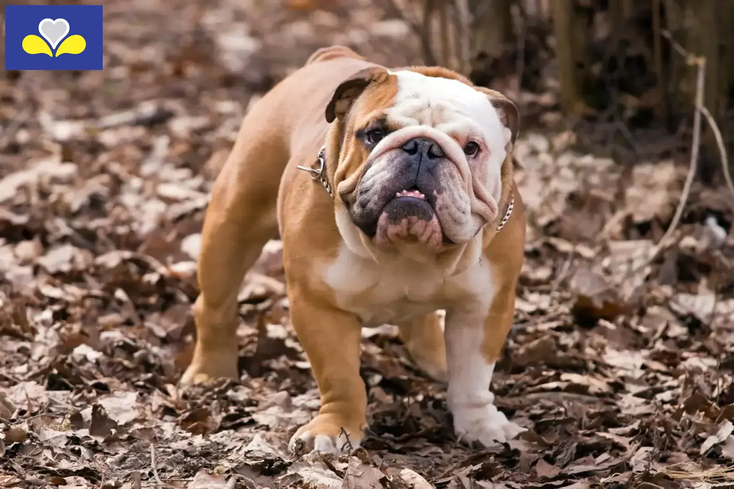 Englische Bulldogge Welpen und Züchter Region Brüssel-Hauptstadt Hier findest Du Englische Bulldoggen Züchter in Region Brüssel-Hauptstadt.