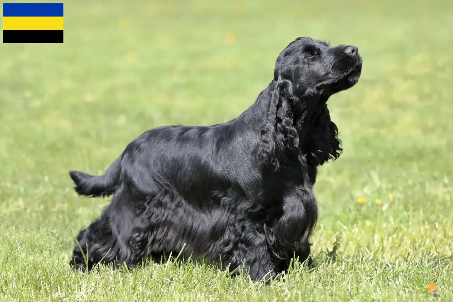 English Cocker Spaniel Welpen und Züchter Gelderland Hier findest Du English Cocker Spaniels Züchter in Gelderland.