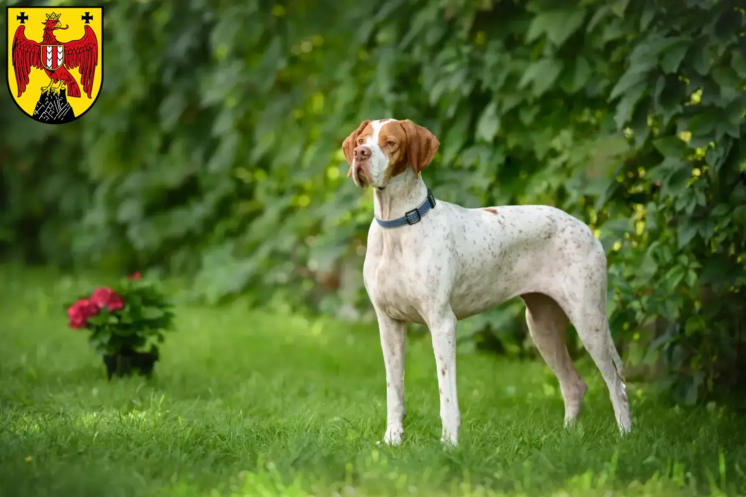 English Pointer Welpen und Züchter Burgenland Hier findest Du English Pointers Züchter im Burgenland.