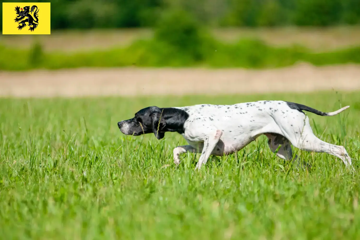 English Pointer Welpen und Züchter Flandern Hier findest Du English Pointers Züchter in Flandern.