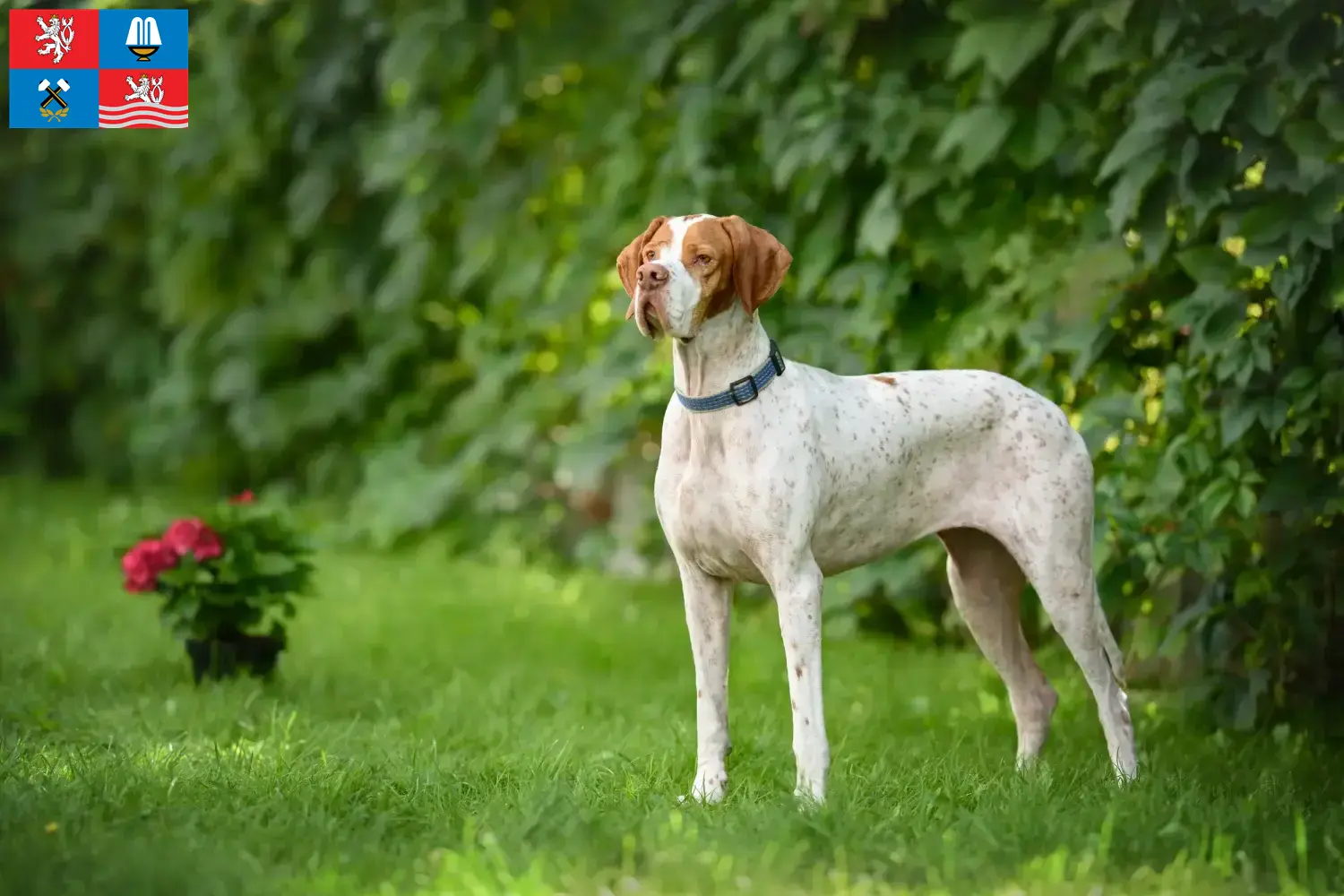 English Pointer Welpen und Züchter Karlsbad Hier findest Du English Pointers Züchter in Karlsbad.